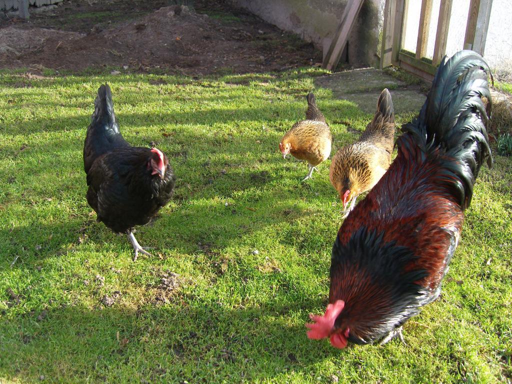 Farm stay Aeventyrsgardens Vandrarhem, Kinnekulle