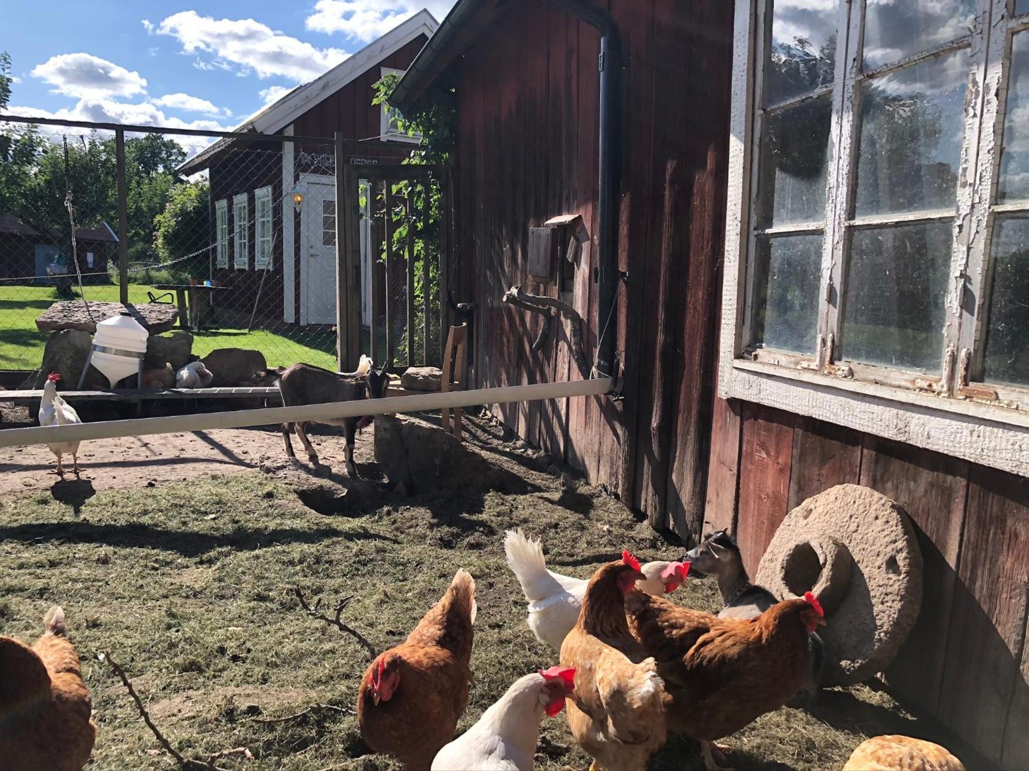 Aeventyrsgardens Vandrarhem, Kinnekulle *